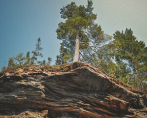 pictured rocks tree roots