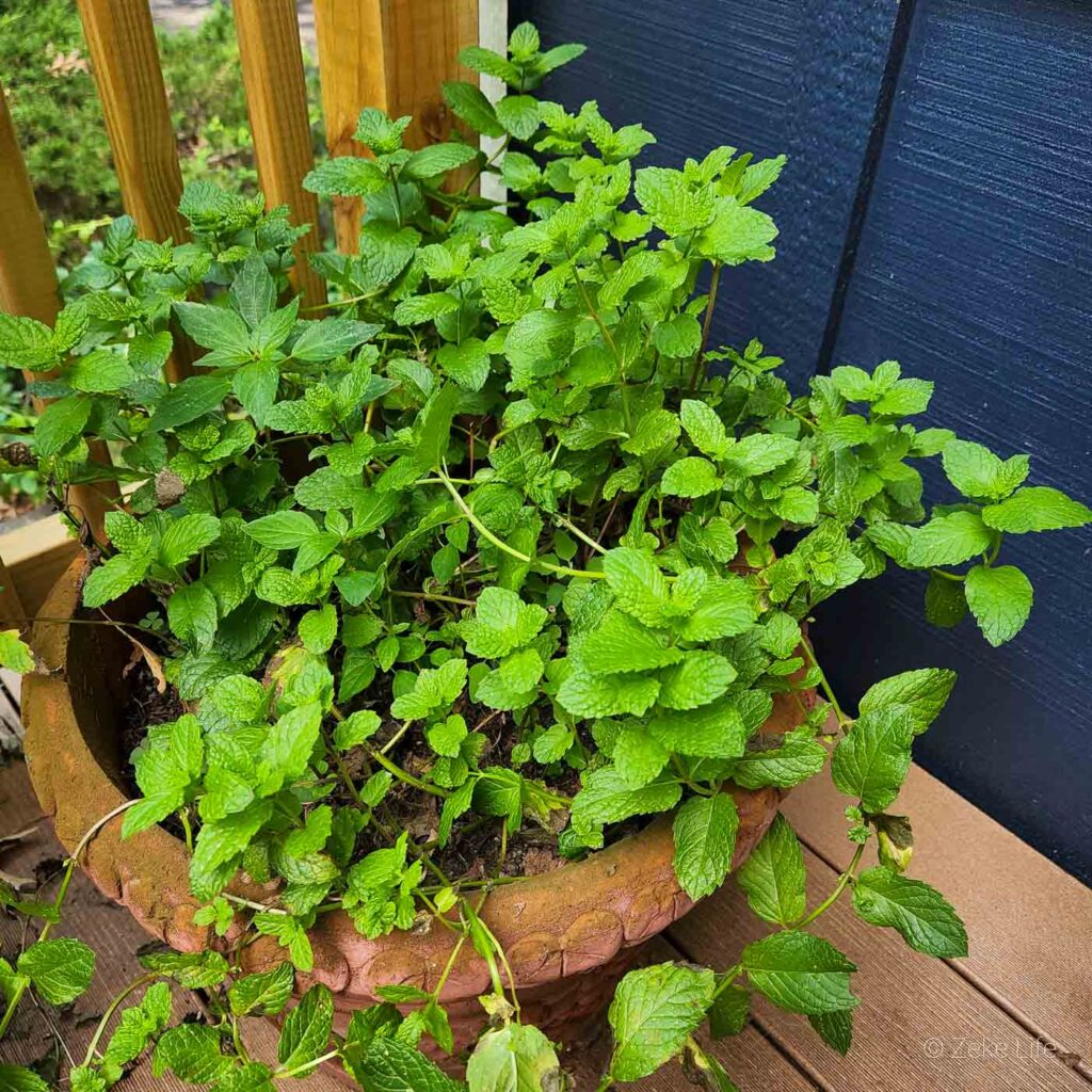 mojito mint plant