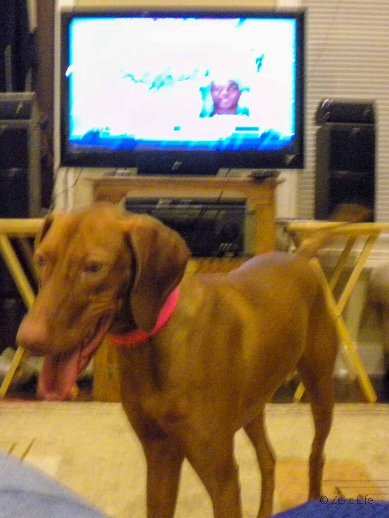 zeke in front of colts game on tv