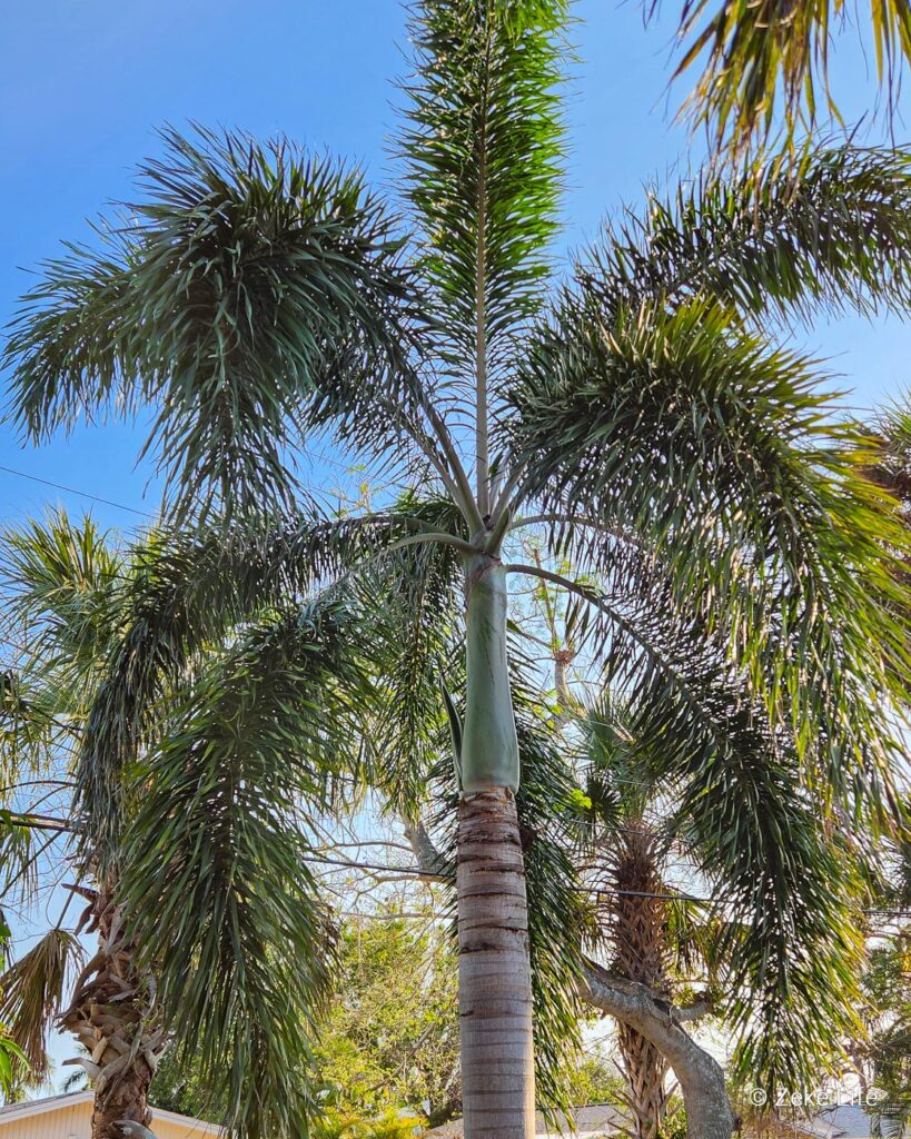 palm tree in florida